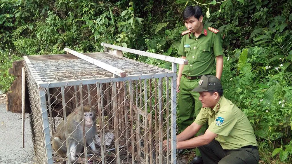Thả 2 cá thể khỉ về bán đảo Sơn Trà