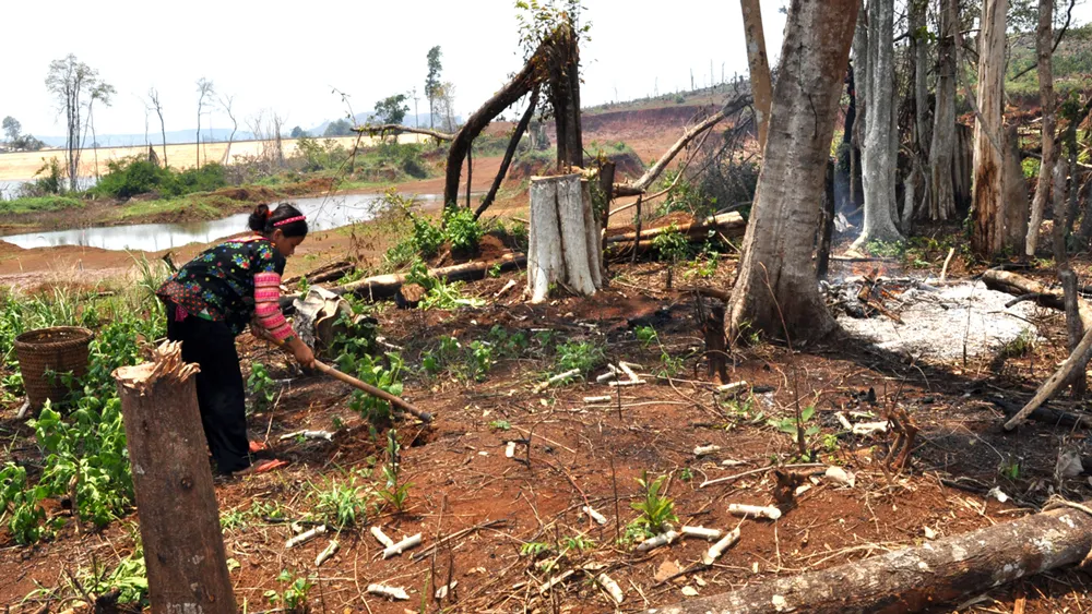 Bài 4: Phải giao rừng cho ai? ảnh 2