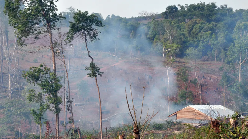 Bài 4: Phải giao rừng cho ai? ảnh 1