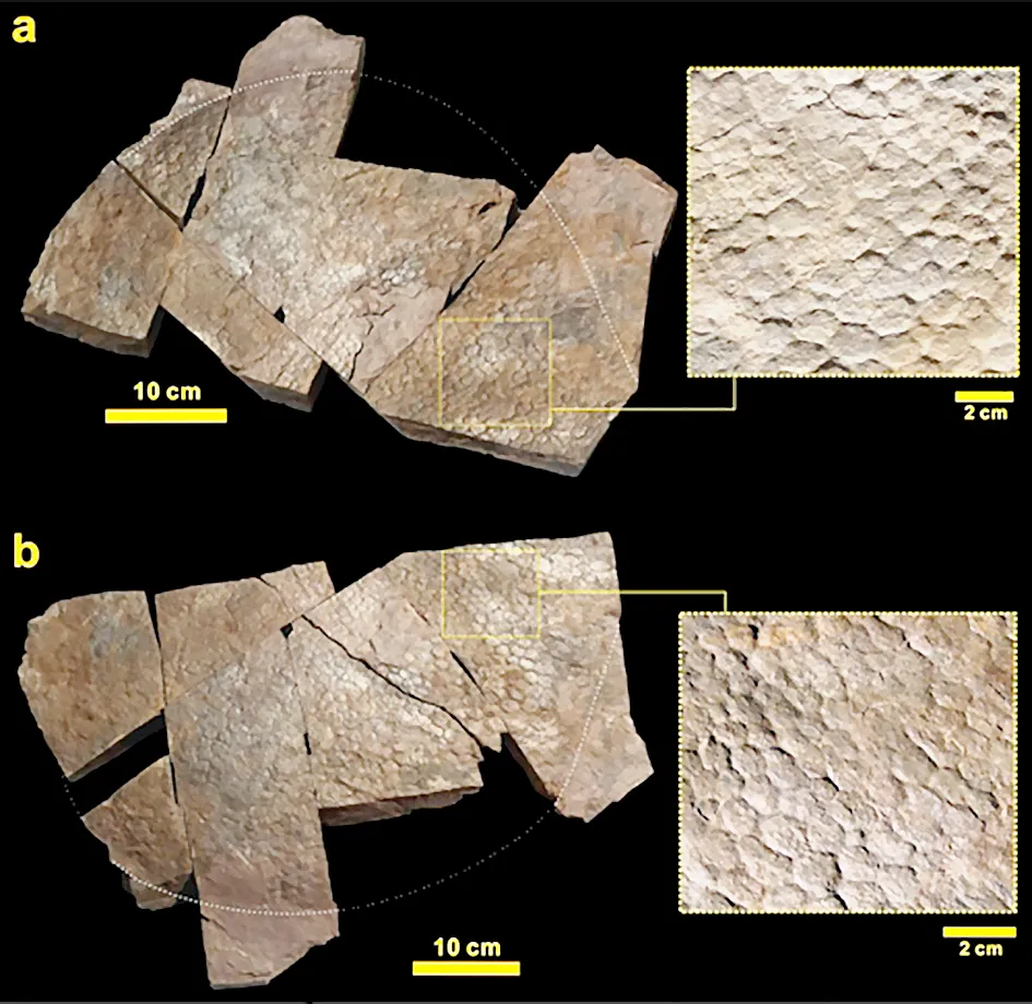 Phát hiện mảnh da hóa thạch lớn của khủng long