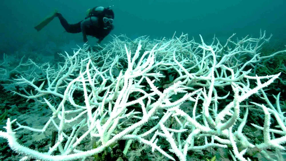 Màu trắng chết chóc của san hô