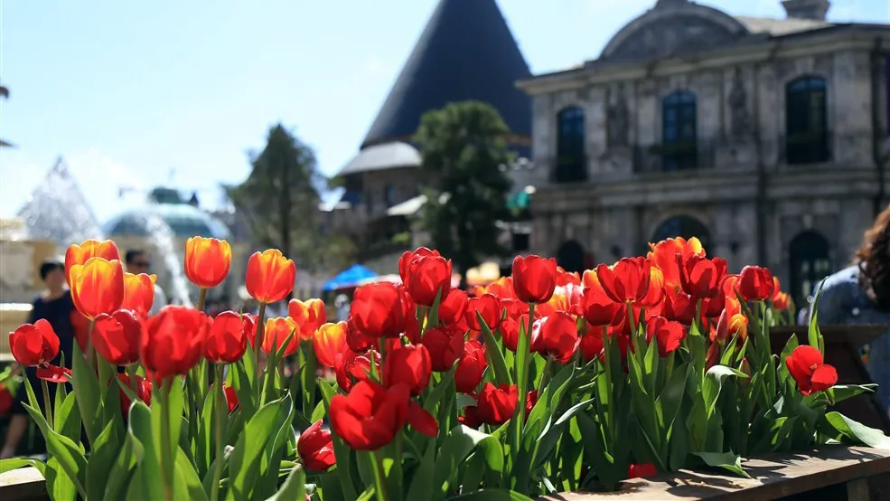 Bà Nà mùa Xuân đẹp lộng lẫy với muôn hoa đua nở ảnh 3