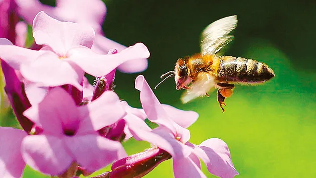 EU cấm sử dụng thuốc trừ sâu ngoài trời