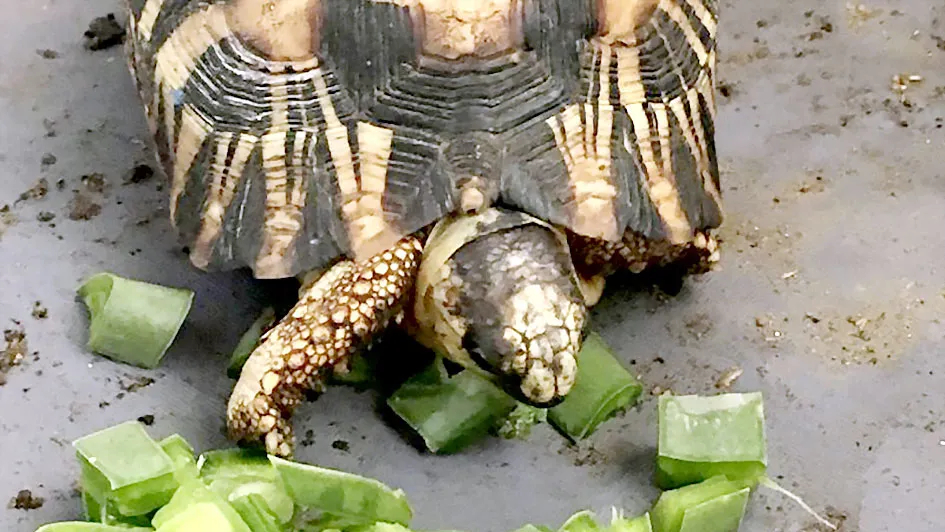 Giải cứu 10.000 con rùa vân tỏa ở Madagascar