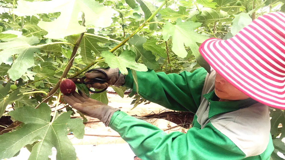 Sung Mỹ - dễ trồng, lợi nhuận cao