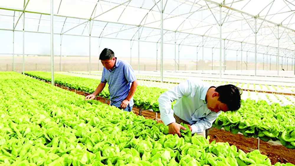 Tăng cường hỗ trợ sản xuất và phân phối thực phẩm an toàn ảnh 1