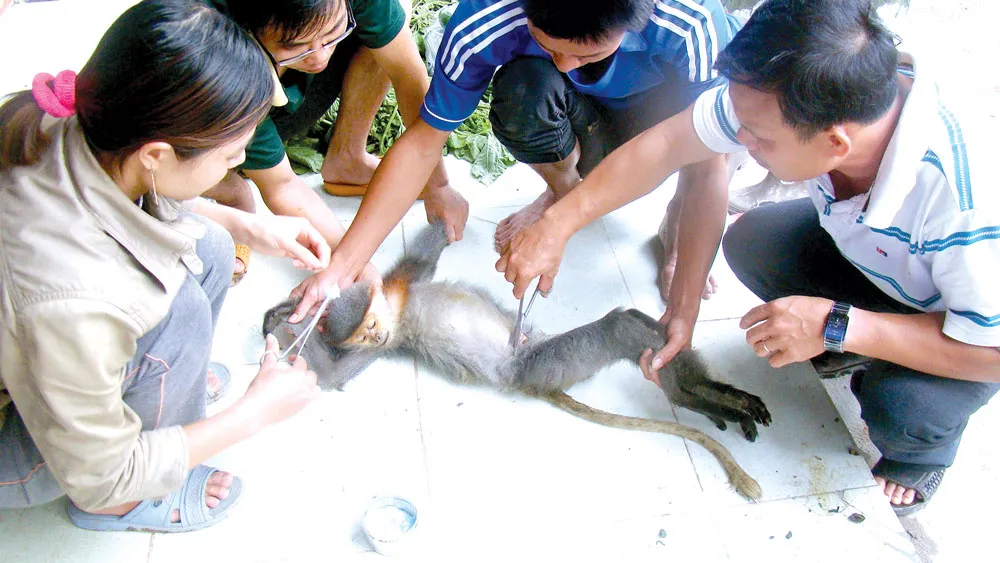 Cán bộ trung tâm trong một lần chăm sóc một cá thể vượn bị thương
