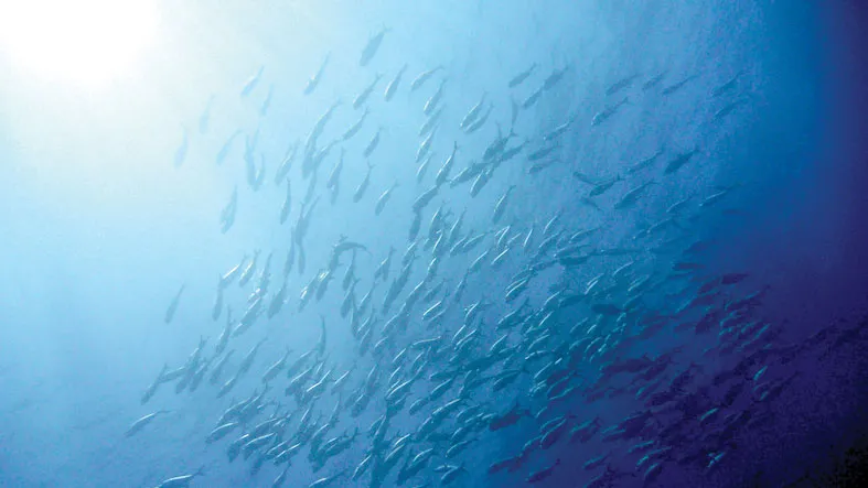 Biến đổi khí hậu ảnh hưởng ngành thủy sản Nam Mỹ