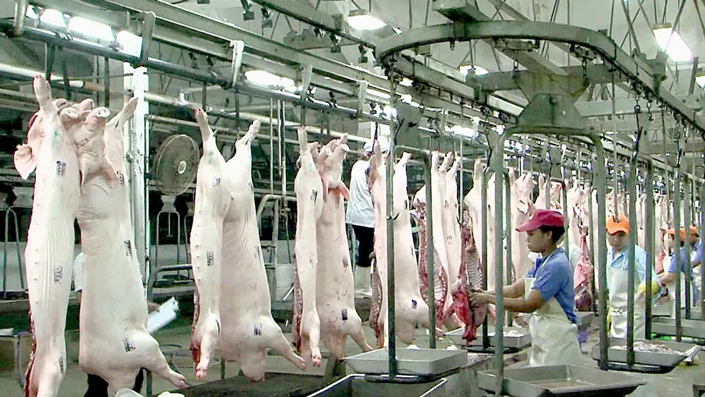 Dây chuyền chế biến thịt heo xuất khẩu