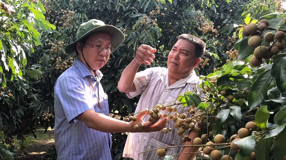 Ông Lê Công Lý, Chủ tịch UBND huyện Phụng Hiệp (trái)  thăm mô hình trồng nhãn của nông dân. Ảnh: CAO PHONG