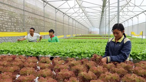 Trồng rau rạch ở Đà Lạt. Ảnh: ĐOÀN KIÊN