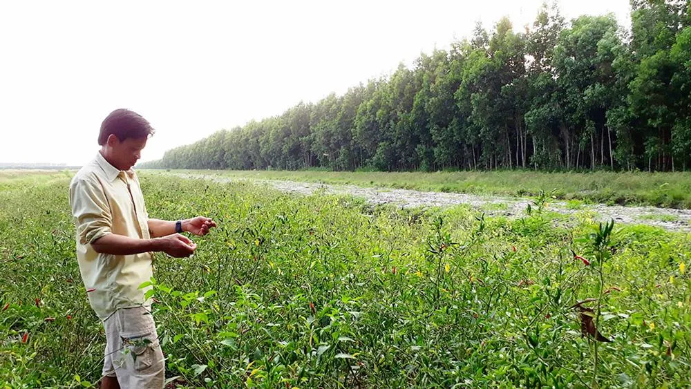 Công ty Sông Tiền lại trồng ớt trên đất được giao trồng rừng