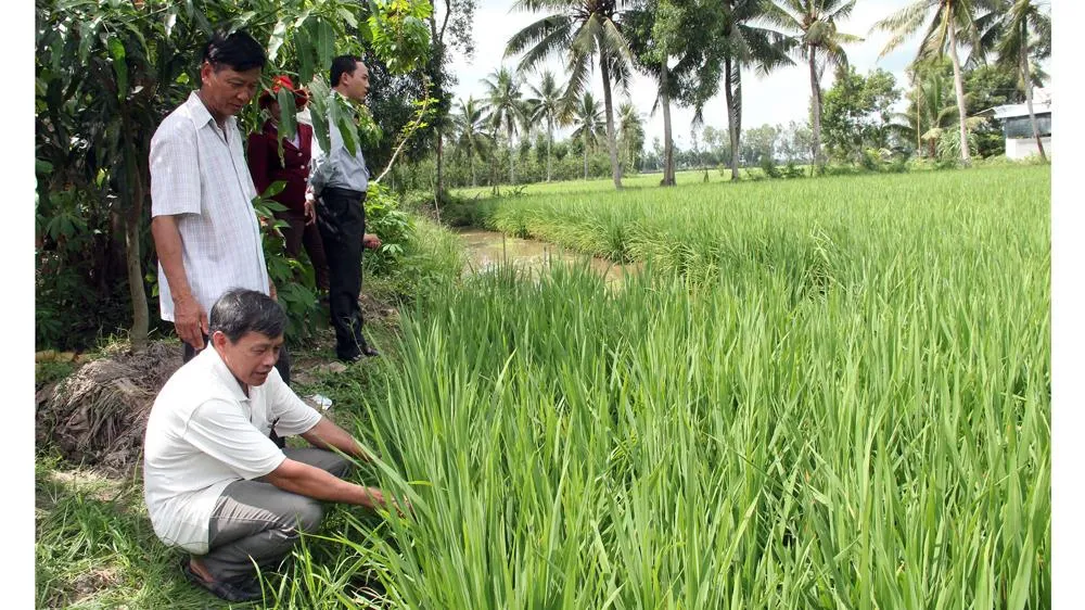 Một mô hình trồng lúa thông minh
