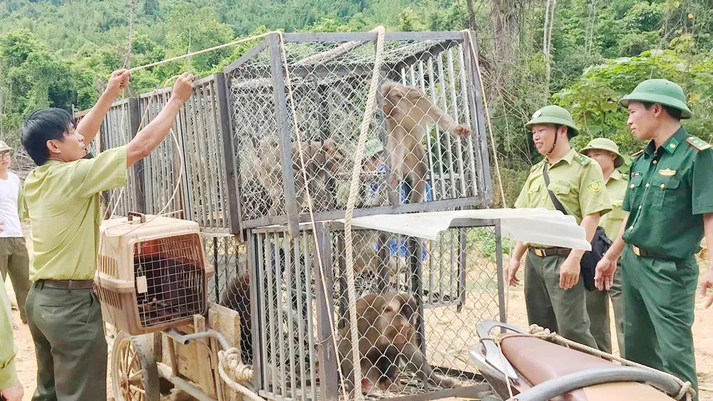 Thả 12 cá thể khỉ vào Vườn Quốc gia Vũ Quang
