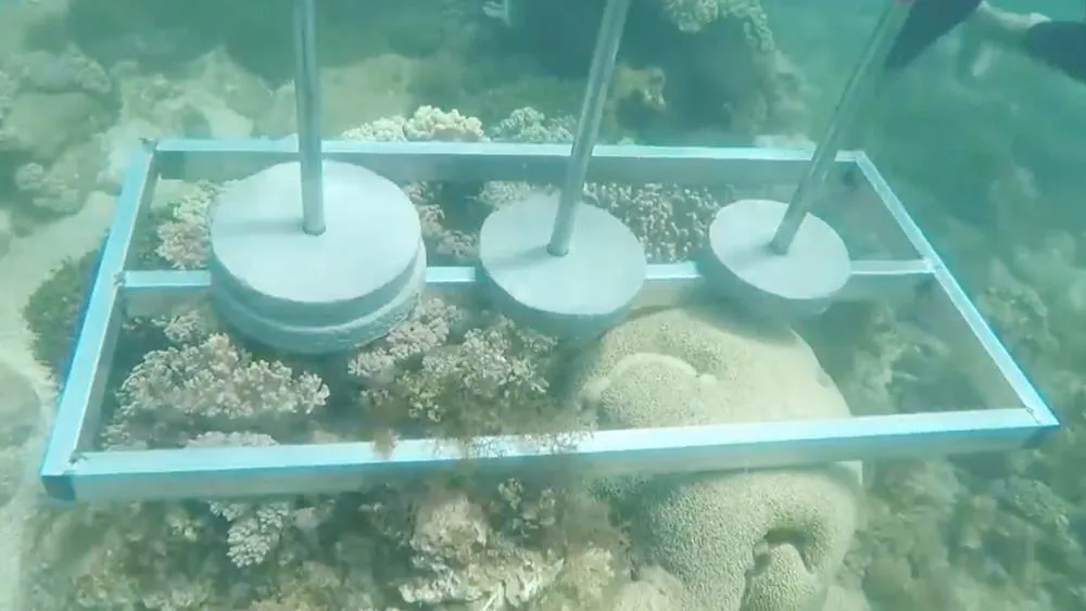 Hình ảnh gây phản ứng của Cuộc đua kỳ thú trong thử thách có ảnh hưởng đến môi trường biển