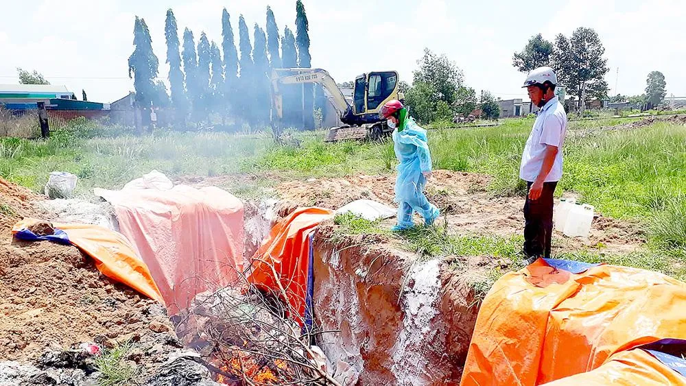 Tiêu hủy heo nhiễm bệnh dịch tả heo châu Phi. Ảnh: TIẾN MNH