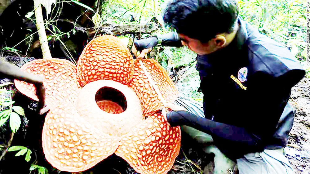 Hoa xác chết khổng lồ