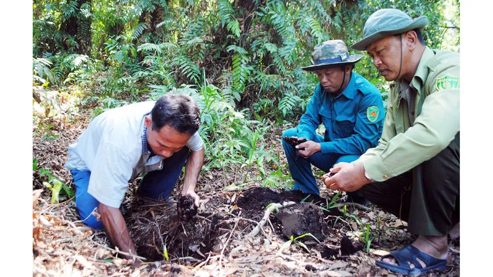 Kiểm tra độ ẩm của rừng tại Vườn quốc gia U Minh Hạ (Cà Mau). Ảnh: TẤN THÁI