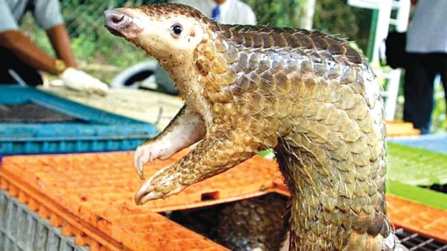 Tê tê mang virus mới tương tự Covid-19