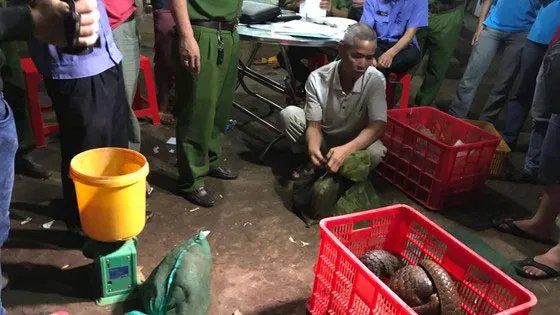 Lực lượng chức năng triệt phá một điểm buôn bán động vật hoang dã