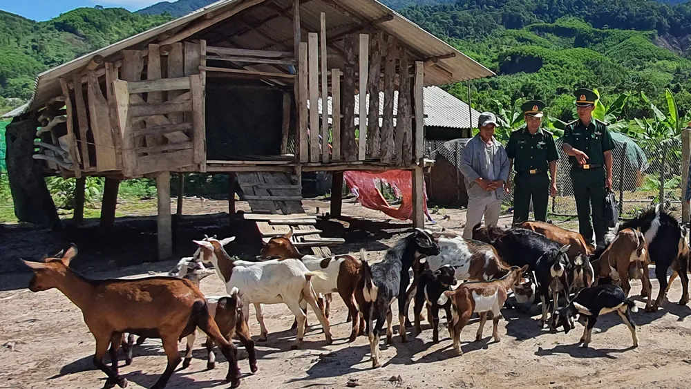 Nhờ Thiếu tá Nguyễn Tiến Dũng hướng dẫn kỹ thuật chăn nuôi mà gia đình anh Hồ Xuân Bảy ở xã Trung Sơn, huyện A Lưới, tỉnh Thừa Thiên - Huế đã vươn lên thoát nghèo