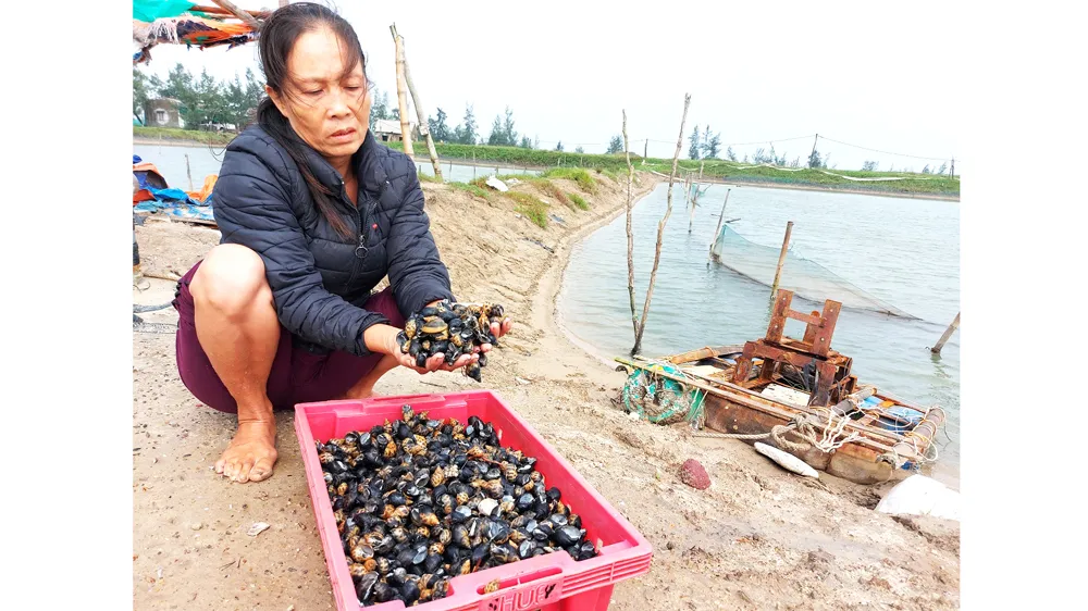 Bà Nguyễn Thị Lai (xã Cẩm Linh, huyện Cẩm Xuyên, Hà Tĩnh) xót xa vì ốc hương nuôi bị chết trắng sau mưa lũ. Ảnh: DƯƠNG QUANG