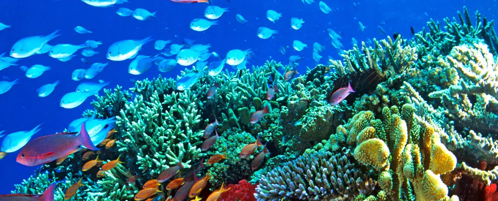 Rạn san hô Barrier Reef