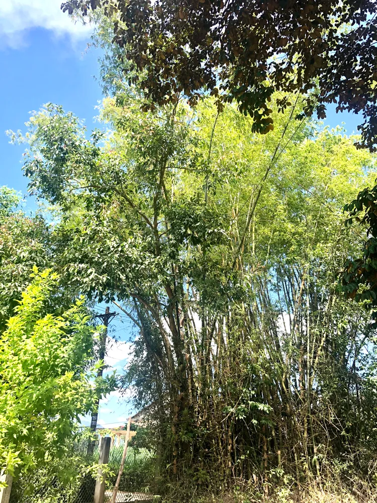 Xanh ký ức tre làng