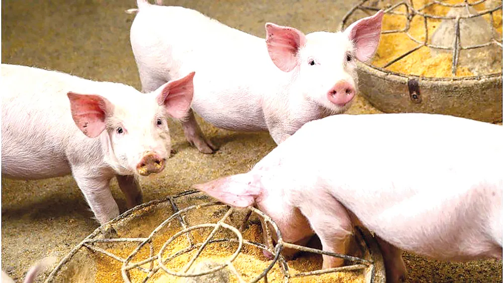 Sản xuất và vận chuyển thức ăn cho ngành chăn nuôi cũng làm tăng lượng khí thải CO2