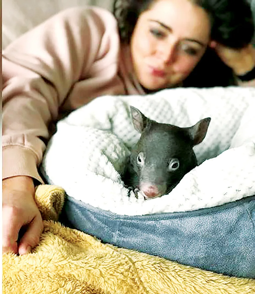 Emily Small bên một chú gấu túi con