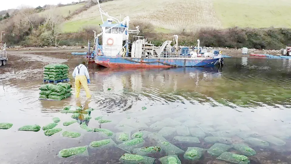 Thả thực vật phù du nuôi trai tại một trang trại biển ở Ireland
