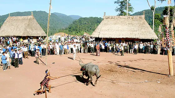 Từ 2016 đến nay, huyện Tây Giang đã không còn tổ chức đâm trâu