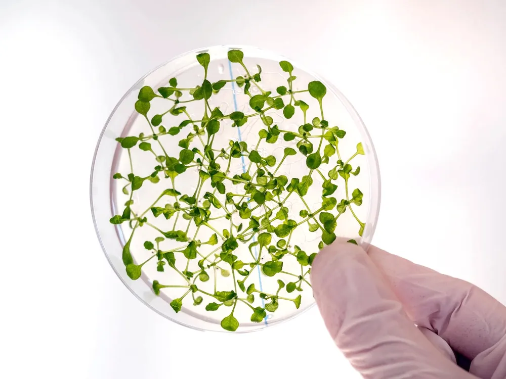 Những tế bào gỗ từ phòng thí nghiệm