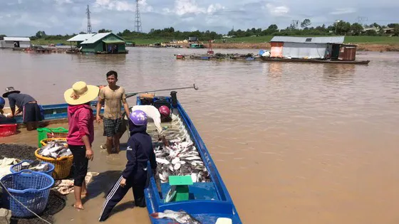 Cá bè chết trên Hồ Trị An