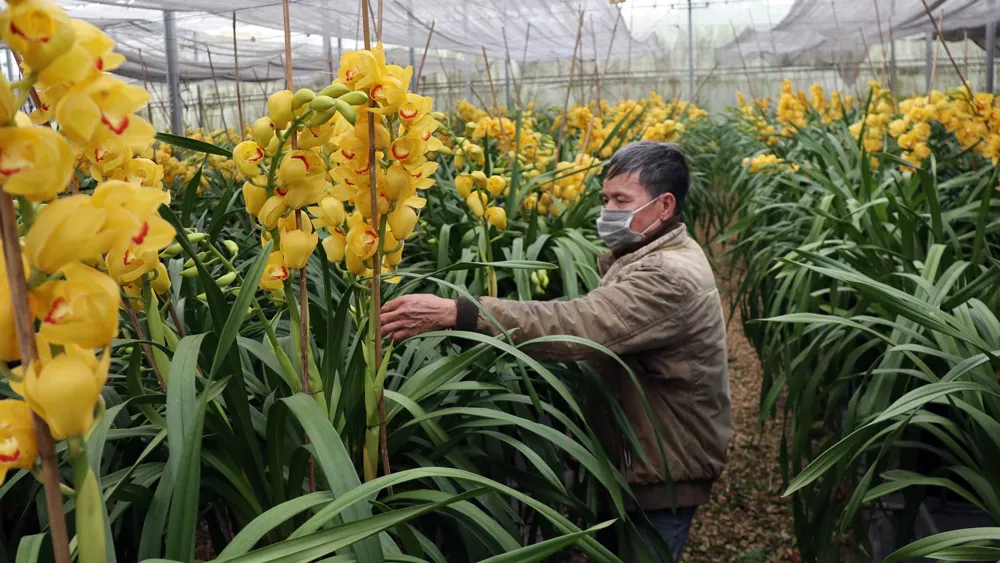 Hoa địa lan đang nở rộ