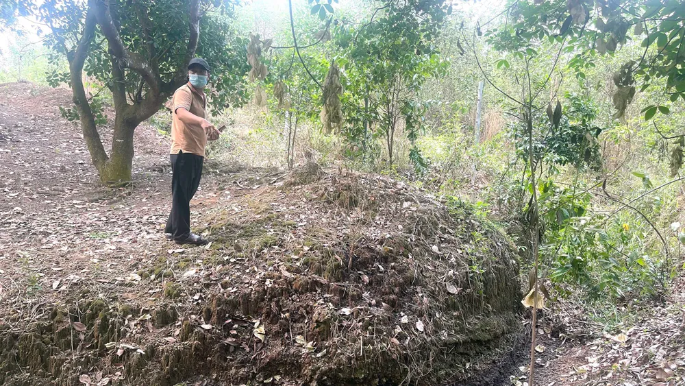 Đất của một hộ dân ở xã Long Tân, huyện Phú Riềng đến nay vẫn chưa được cấp sổ đỏ vì có nguồn gốc tách ra từ lâm phần