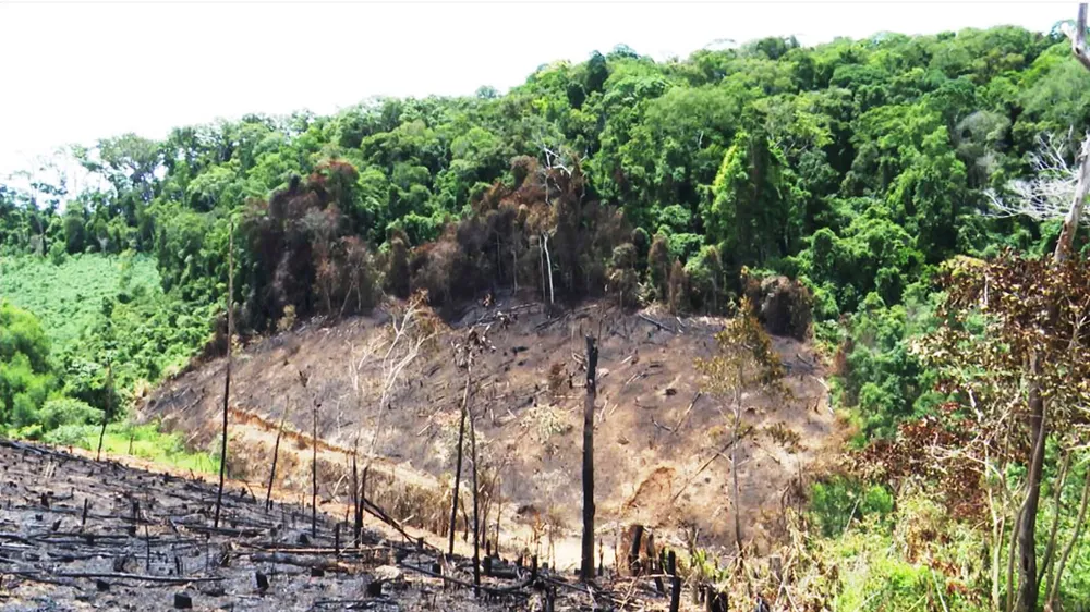 Rừng vẫn… “chảy máu”: Nhức nhối rẫy “nuốt” rừng ảnh 1