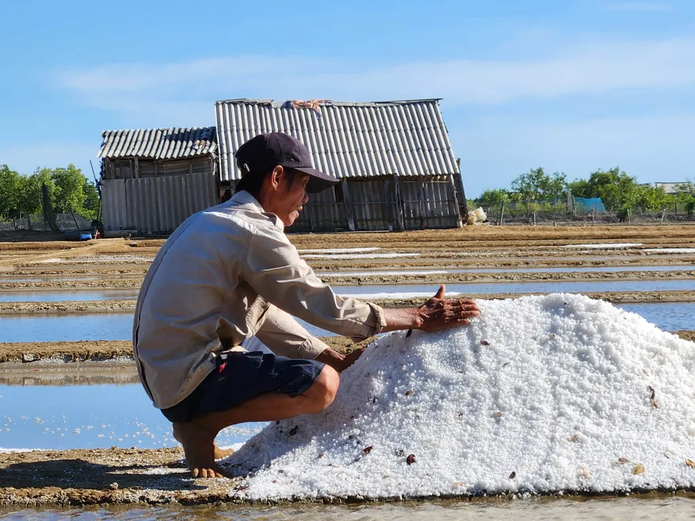 Giá muối cao, diêm dân gửi gắm niềm tin vào vụ muối 2023 Giá muối cao, diêm dân gửi gắm niềm tin vào vụ muối 2023