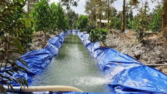 Tích trữ nước ngọt để tưới cho vườn cây ăn trái ở Tiền Giang