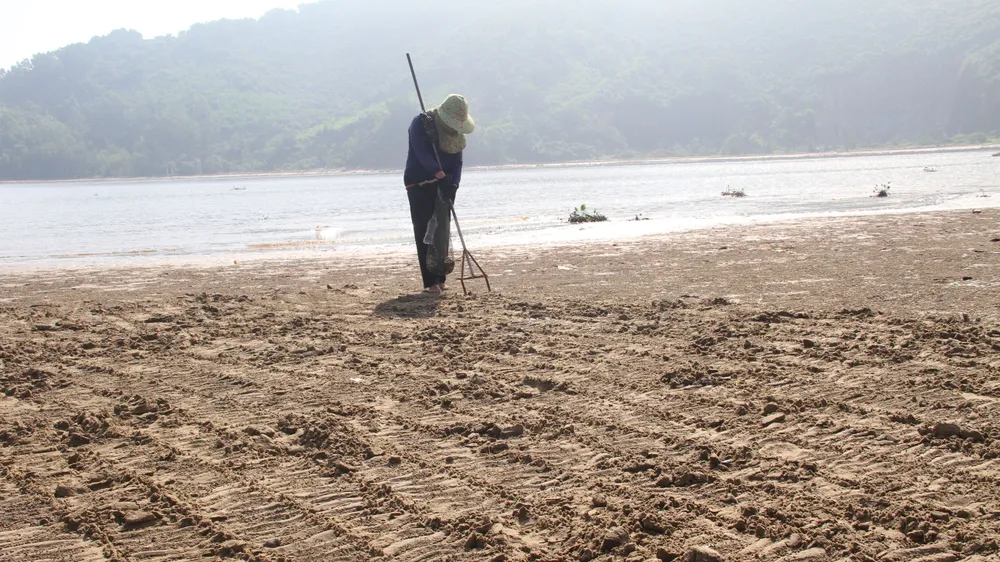 Khi thủy triều rút là lúc đi nạo nghêu