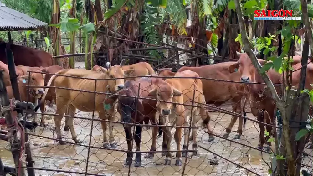 Ảnh cắt từ clip