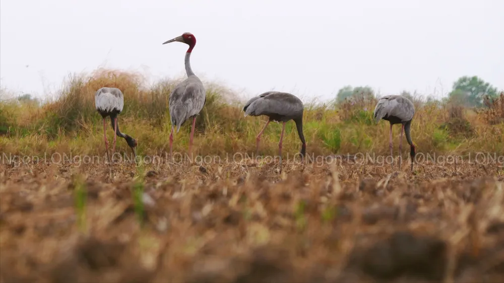 seu dau do ve Khu bao ton Phu My (1).jpg