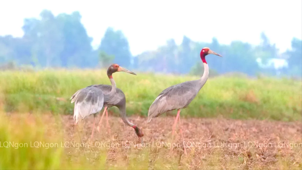 seu dau do ve Khu bao ton Phu My (4)-1.jpg