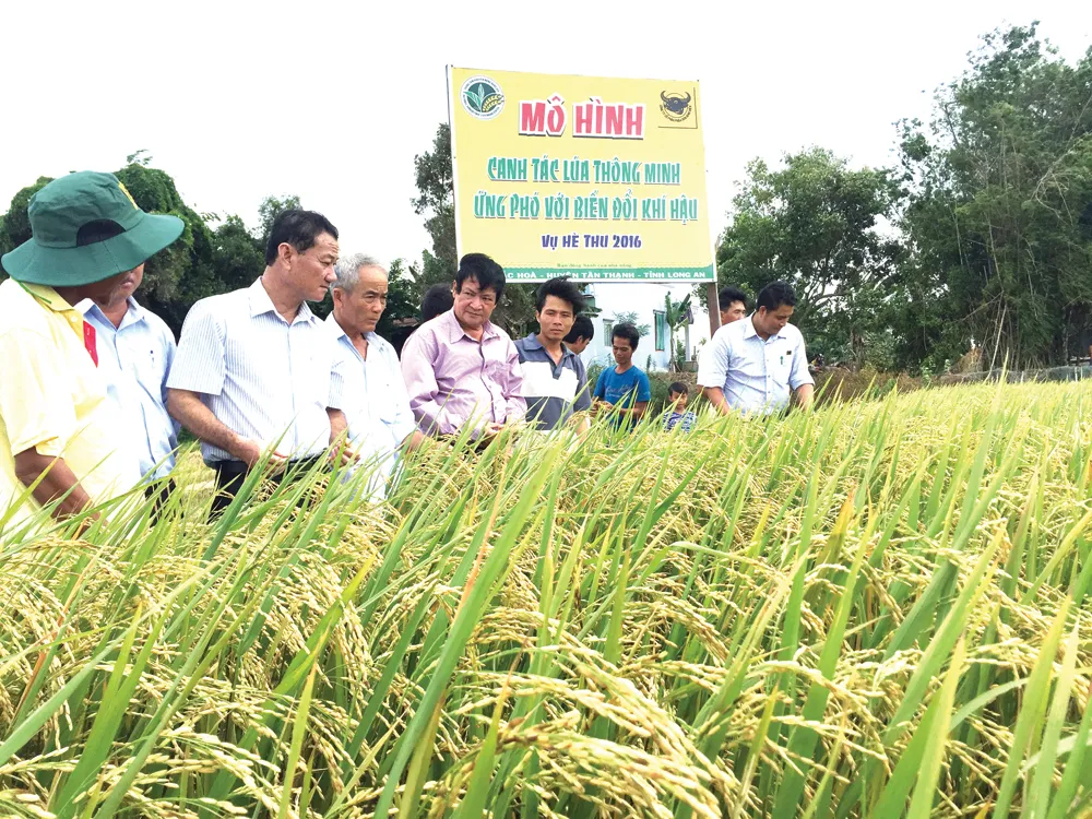 Canh tác lúa thông minh thích ứng với biến đổi khí hậu: Nhân rộng khắp 13 tỉnh thành ĐBSCL ảnh 1