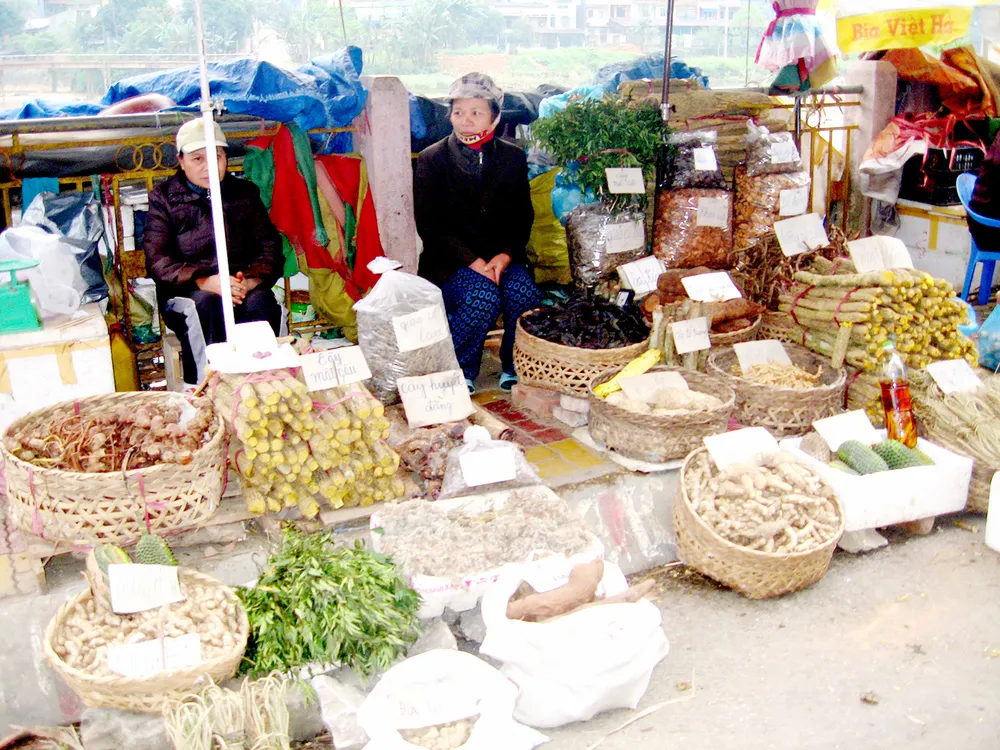 Bảo tồn và phát huy giá trị cây thuốc Việt - Bài 1: “Vàng xanh” đang cạn kiệt ảnh 1