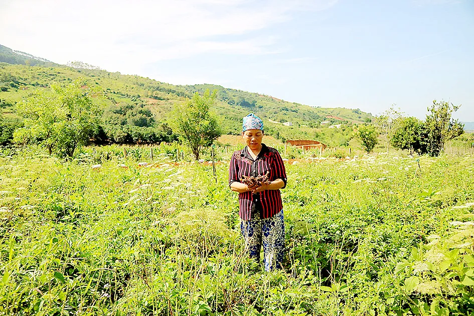 Bảo tồn và phát huy giá trị cây thuốc Việt - Bài 1: “Vàng xanh” đang cạn kiệt ảnh 3