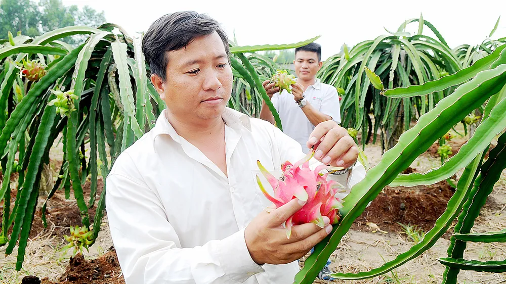 Đẩy mạnh xuất khẩu chính ngạch nông sản vào thị trường khó tính
