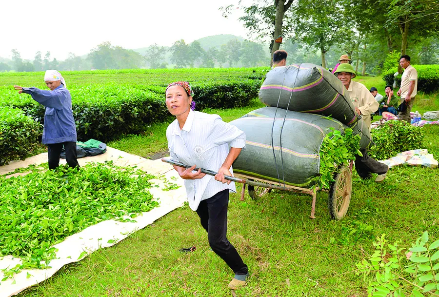 Say đắm nông trường chè ảnh 6