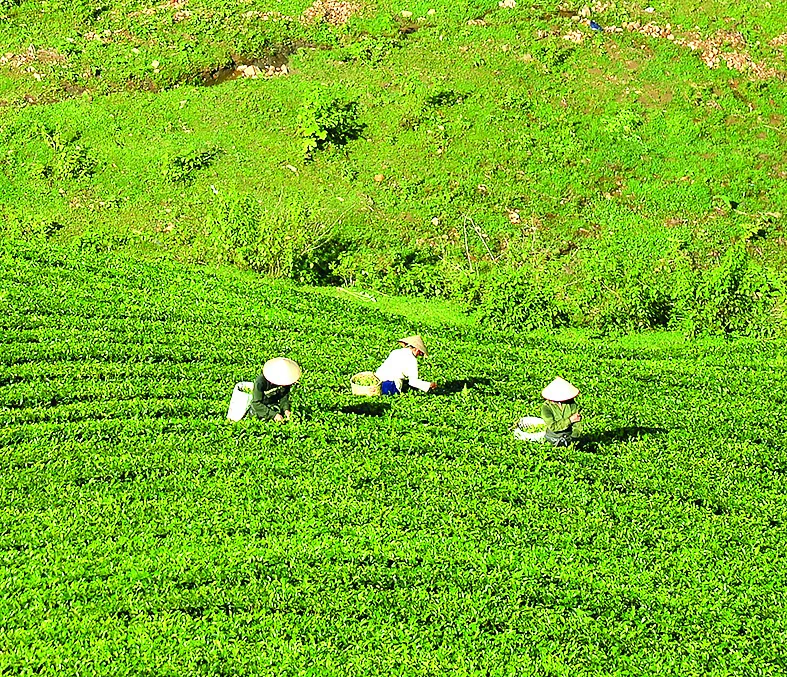 Say đắm nông trường chè ảnh 3