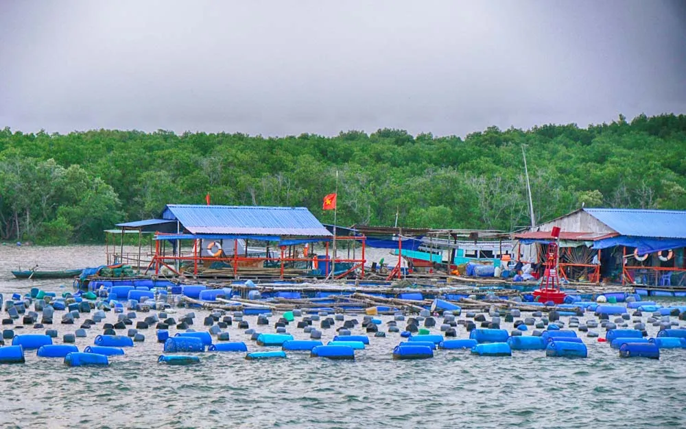 Sức sống Cần Giờ ảnh 7